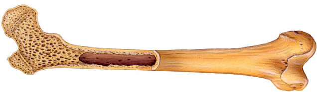 Natural bone structure demonstrating nature's optimization for strength and lightweight design